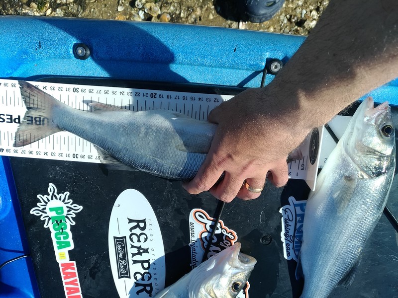 Fish Measure Picture